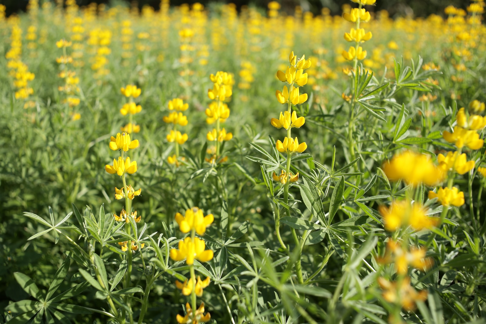 yellow-petaled flowers